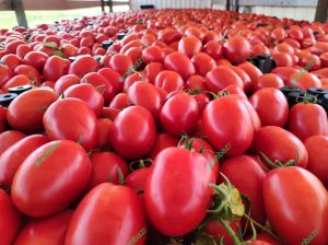 خرید و استعلام قیمت بذر گوجه الا