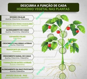 نیازهای یک‌ گیاه