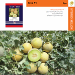 بذر خربزه پربار گالیا