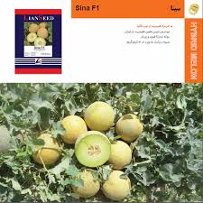 بذر خربزه پربار گالیا سینا