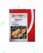 بذر طالبی زودرس جانان