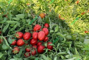 بذر گوجه پربار ماروان