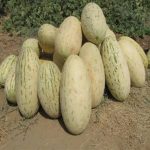 بذر خربزه درگزی