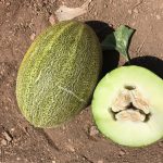 بذر خربزه فلات