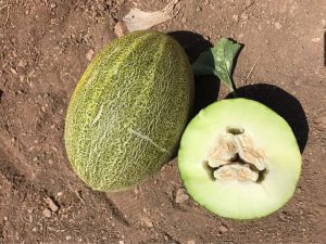 بذر خربزه فلات