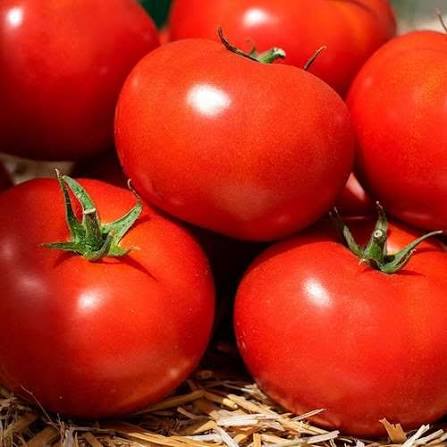 بذر گوجه فرنگی ایلین