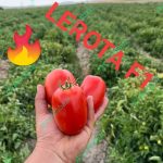 بذر گوجه فرنگی لورتا