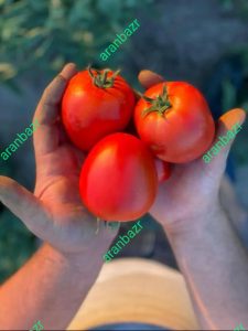 بذر گوجه فرنگی ویوا