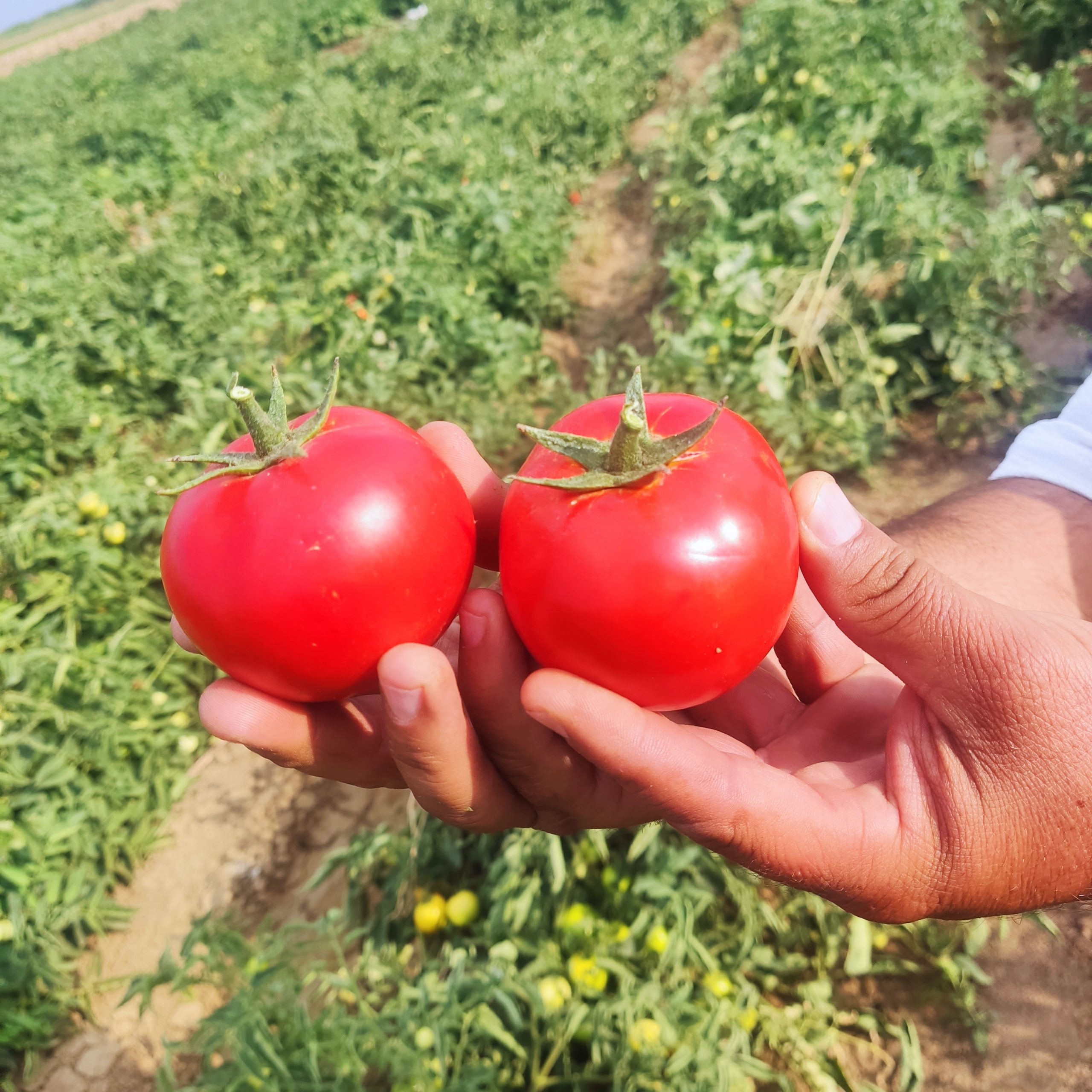 رقم گوجه 074 مقاوم به شوری اب و خاک