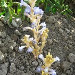 مبارزه با گل جالیز