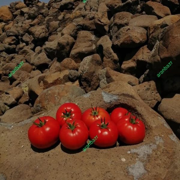 بذر گوجه فرنگی 8321