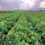 مقابله با گل جالیز