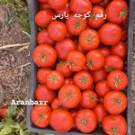 بذر گوجه فرنگی یارس