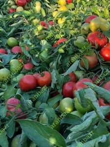 بذر کوجه فرنگی