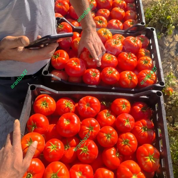 بذر گوجه فرنگی تالیسمان