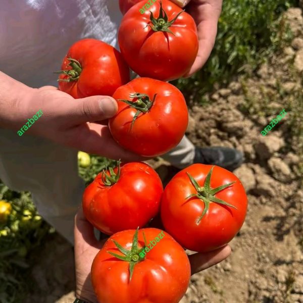 رقم گوجه یارس