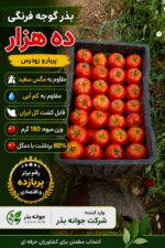 زودرس ترین بذر گوجه فرنگی