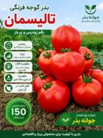 تفاوت بذر گوجه گرد و بلوکی