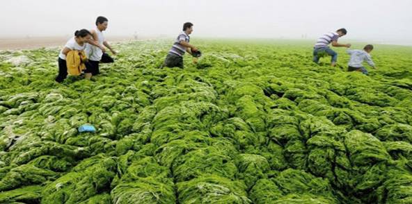 کارایی جلبک دریایی