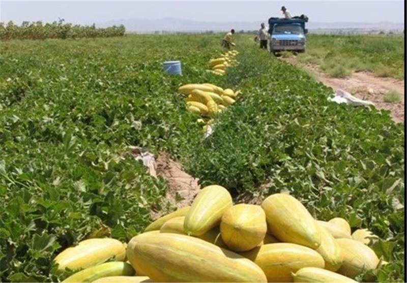 ابیاری خربزه