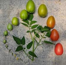 افزایش راندمان تناژ در گوجه فرنگی