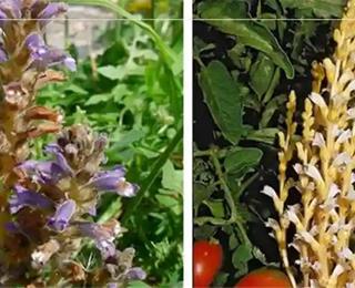 سموم علفکش گوجه فرنگی