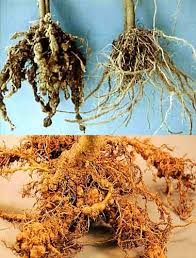 مبارزه با نماتد گوجه