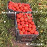 بذر گوجه فرنگی یارس