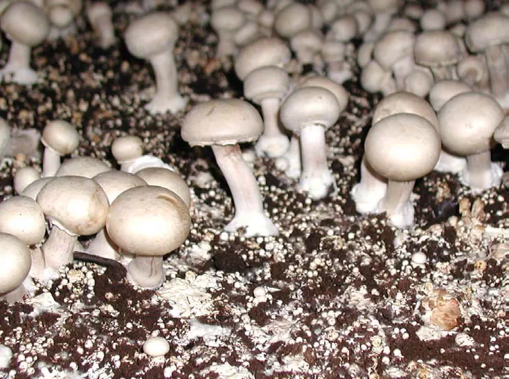 مومی شدن قارچ