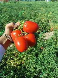 بذر گوجه کرال با وزن 190 گرم بذر گوجه فرنگی کرال دانمارکی پرفروش ترین بذر وارداتی کشور تولید کننده : دانمارک