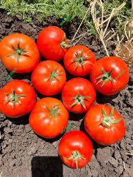 بذر گوجه فرنگی 911 مخصوص تازه خوری