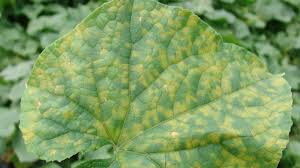 بیماری سبزی ها سفیدک داخلی