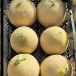 بذر ملون داکوتا