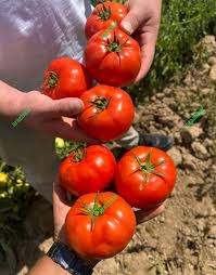 رقم گوجه پربار یارس مقاوم به مگس سفید