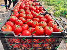 قیمت بذر گوجه فرنگی رنجر