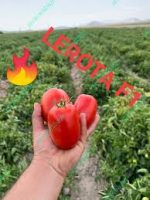 بذر گوجه لورتا