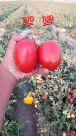 بذر گوجه لورتا - تصویر 2